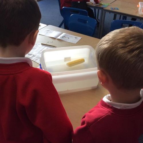 Floating and Sinking Investigation